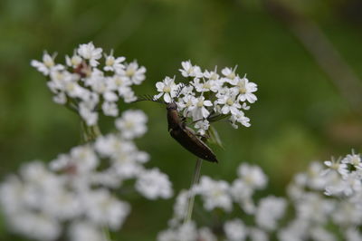 Close-up of insect pollinating on flower