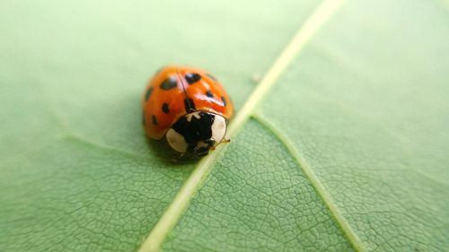 Close-up of ladybug on leaf