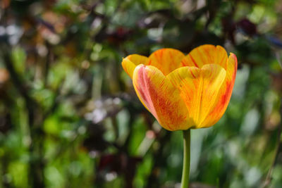 Close-up of flower blooming outdoors