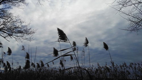 Scenic view of landscape against cloudy sky