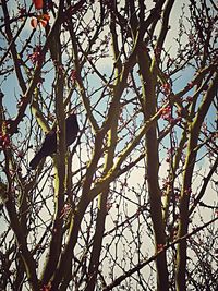 Low angle view of tree against sky