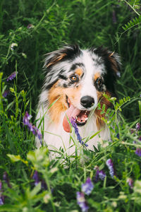 Close-up of dog on field