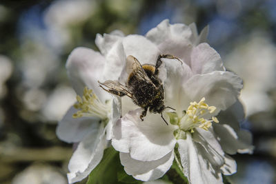 Close-up of bee on white flower