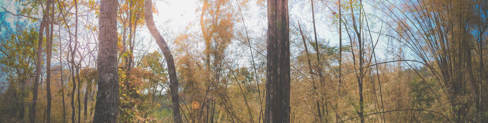 Pine trees in forest against sky