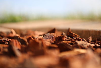 Close-up of dry leaf on land