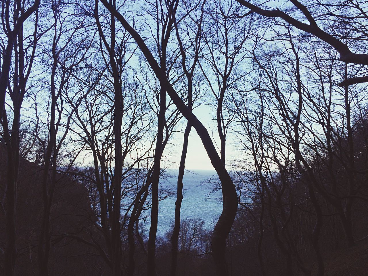 tree, nature, sky, low angle view, no people, outdoors, growth, day, beauty in nature, tranquility, branch, close-up