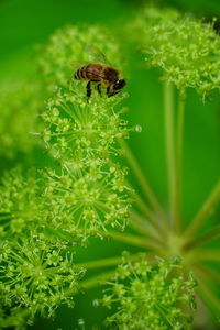 Close-up of insect on plant