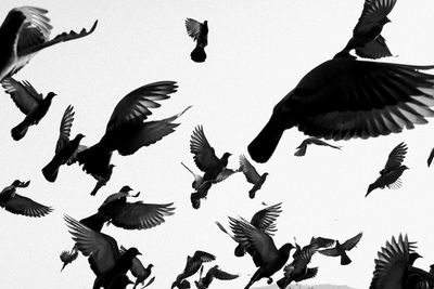 Flock of birds flying against clear sky