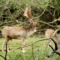 Deer standing in a forest