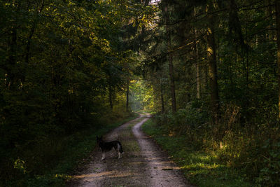 Dog walking on road in forest