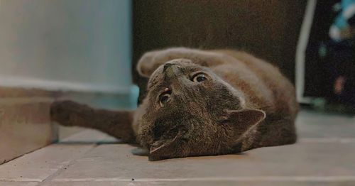 Close-up of a resting