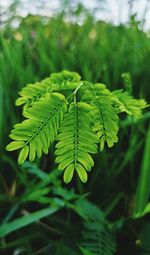 Close-up of fern leaves