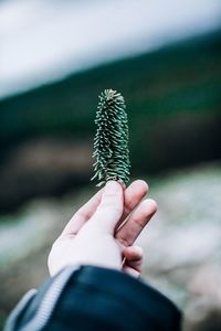 Close-up of hand holding plant