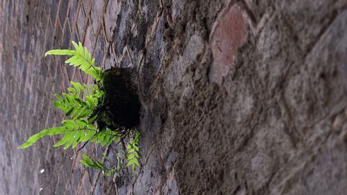 Close-up of ivy growing on tree trunk