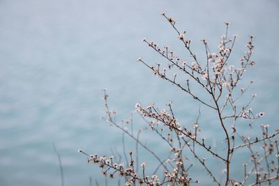 Scenic view of flowering plants against a lake