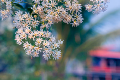 Close-up of cherry blossom plant