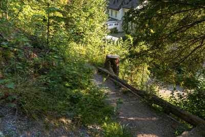 Trees and plants growing outside house in forest