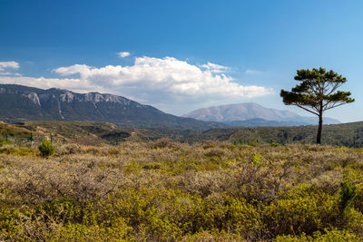 Scenic view at landscape on the westside of greek island rhodes with green vegetation 