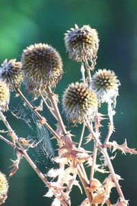 Close-up of wilted plant