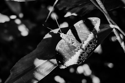 Close-up of butterfly on flower