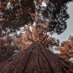 Low angle view of trees against sky