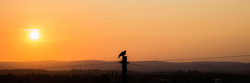 Silhouette bird on a orange sunset