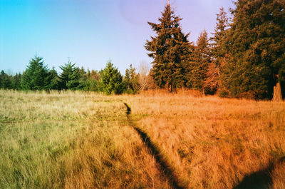 Trees on field against sky