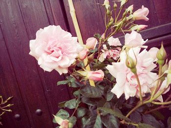 Close-up of pink flowers blooming outdoors