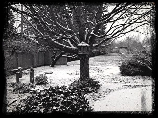 Winter backyard