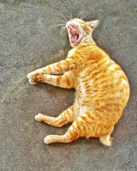 Cat lying on a surface