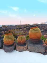 Stack of cactus on field against sky