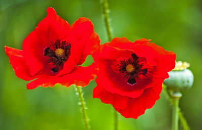 Close-up of honey bee on red poppy blooming outdoors