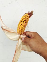 Close-up of hand holding corn