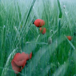 Close-up of red poppy blooming outdoors