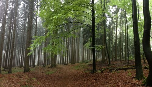 Trees in forest