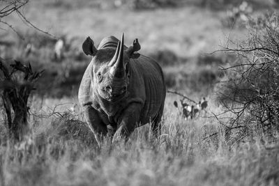 Mono black rhino between bushes facing camera