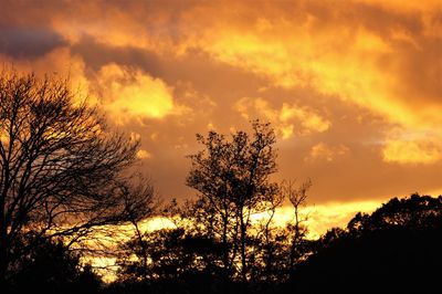 Low angle view of silhouette trees against orange sky