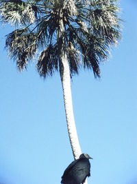 Low angle view of trees against clear blue sky