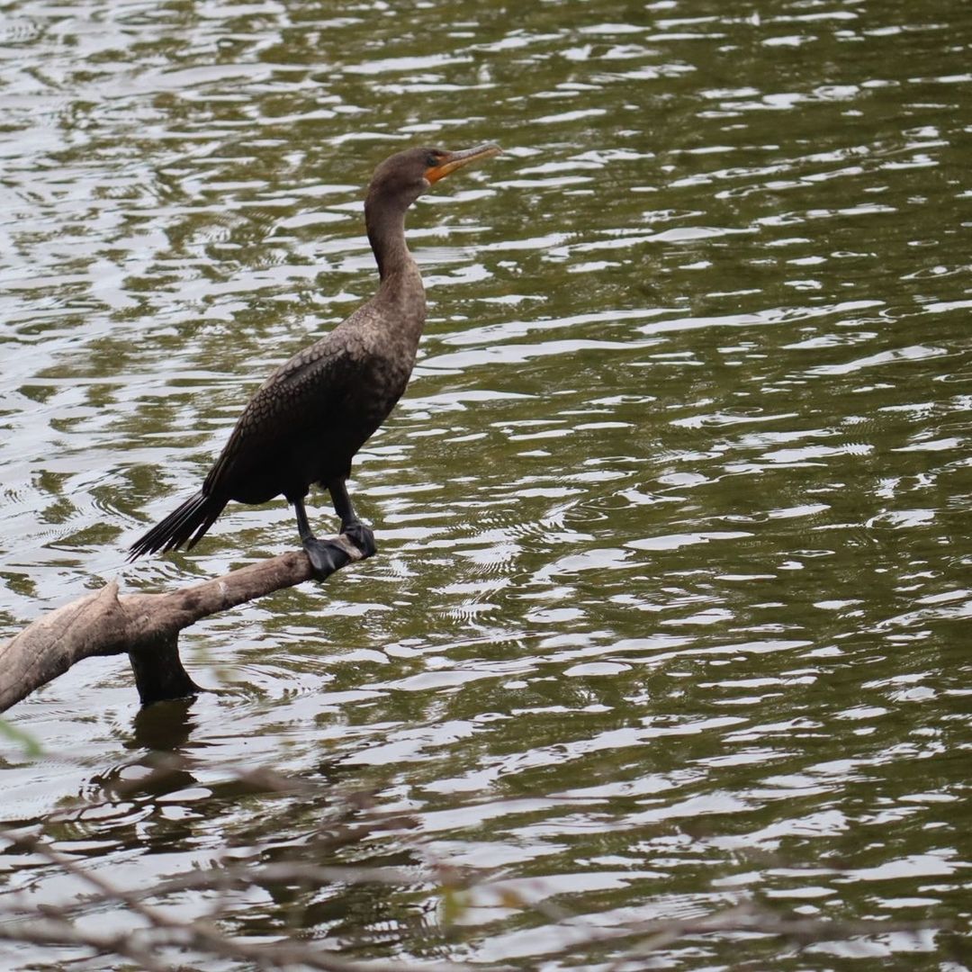 BIRD PERCHING ON A LAKE