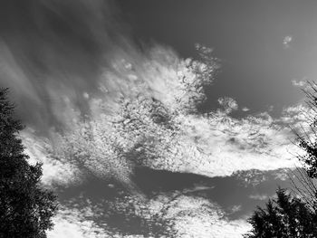 Low angle view of trees against sky