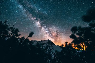 Low angle view of trees against sky at night