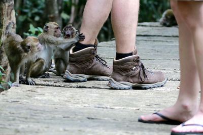 Little monkeys