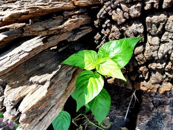 High angle view of leaves on tree trunk