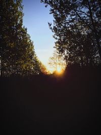 Silhouette of trees at sunset