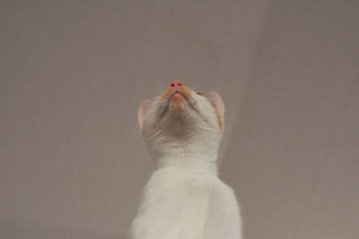 Close-up of a cat looking away