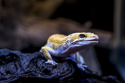 Close-up of lizard on rock