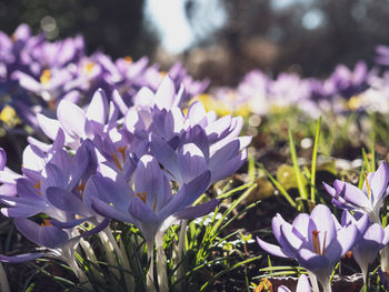 Close-up of purple crocus flowers