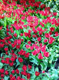 Full frame shot of red flowers