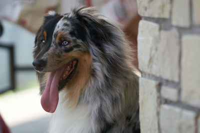 Close-up of dog looking away