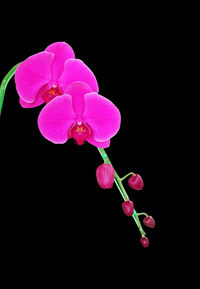 Close-up of pink orchid against black background